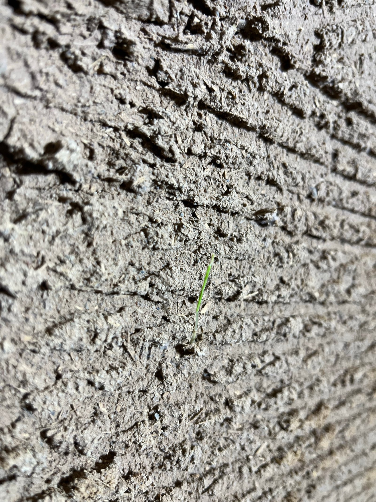 Fachwerkhaus Kassel: Nahaufnahme alter Holzbalkenoberfläche mit verwittertem Lehmputz