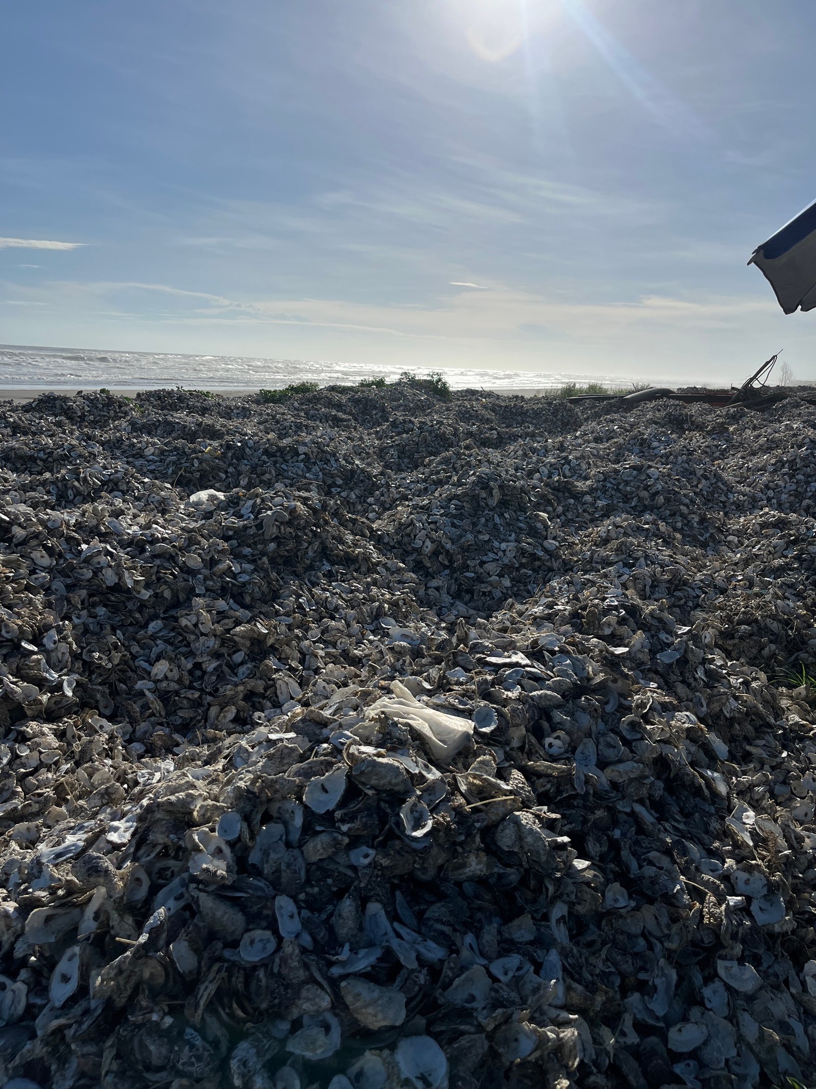 Austernschalenküste Taiwan: Muschelschalen am Strand, Rohstoff für Kalkputz